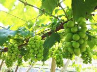 旬の葡萄セット【1.5kg】送料別　9月10日以降の出荷となります。