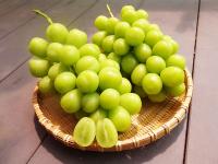 旬の葡萄セット【1.5kg】送料別　9月10日以降の出荷となります。